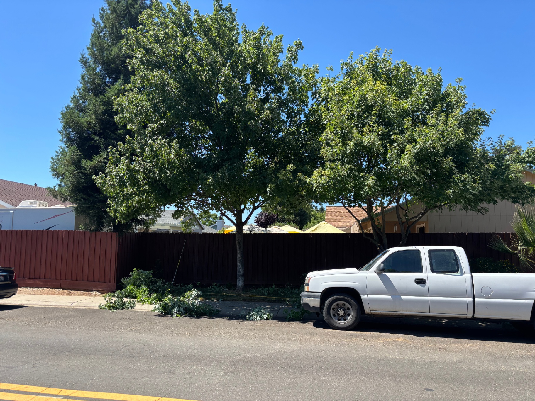 Street-Side Maple Trim — after