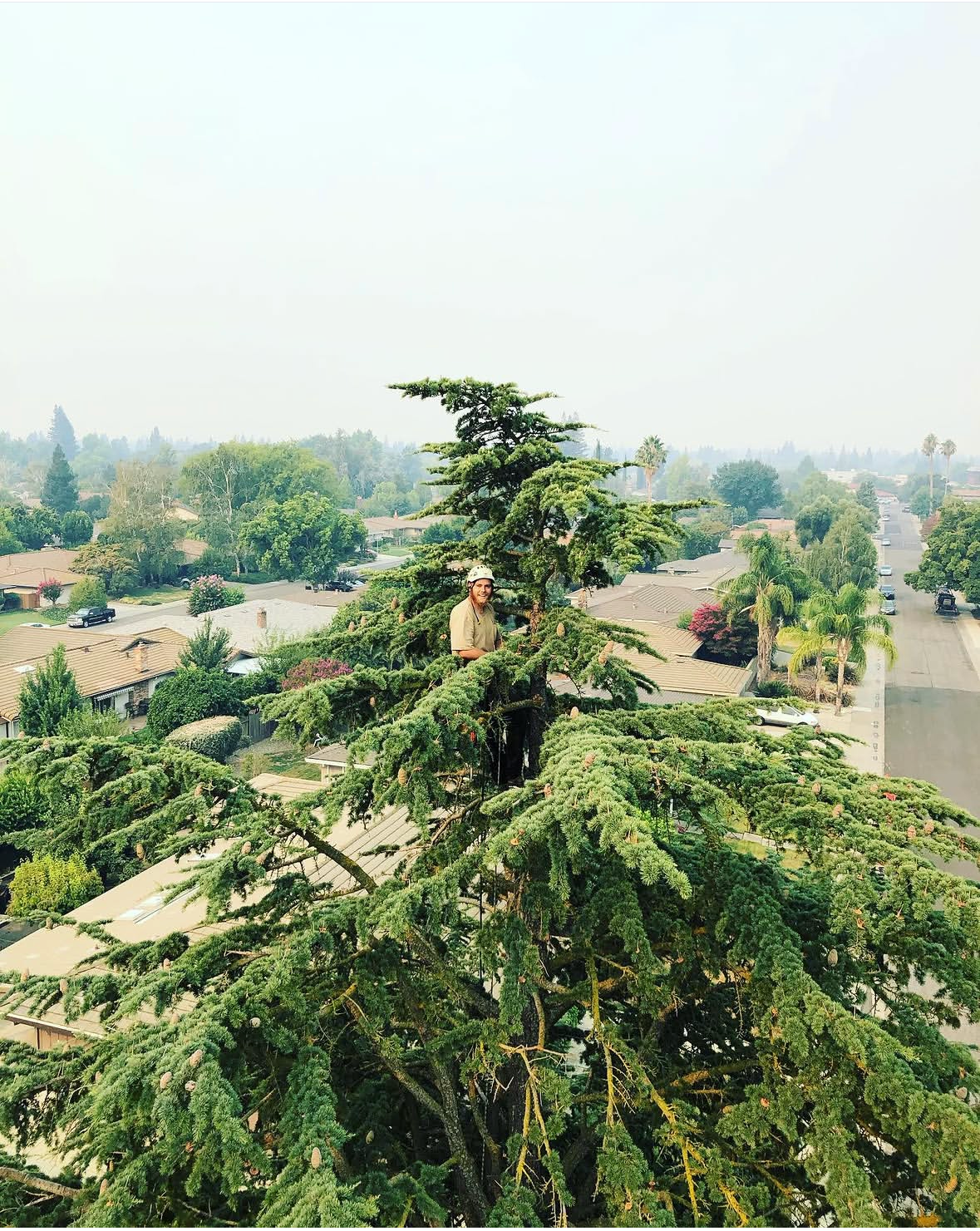 Kyle Hayes climbing high in a large cedar tree above a Wheatland neighborhood