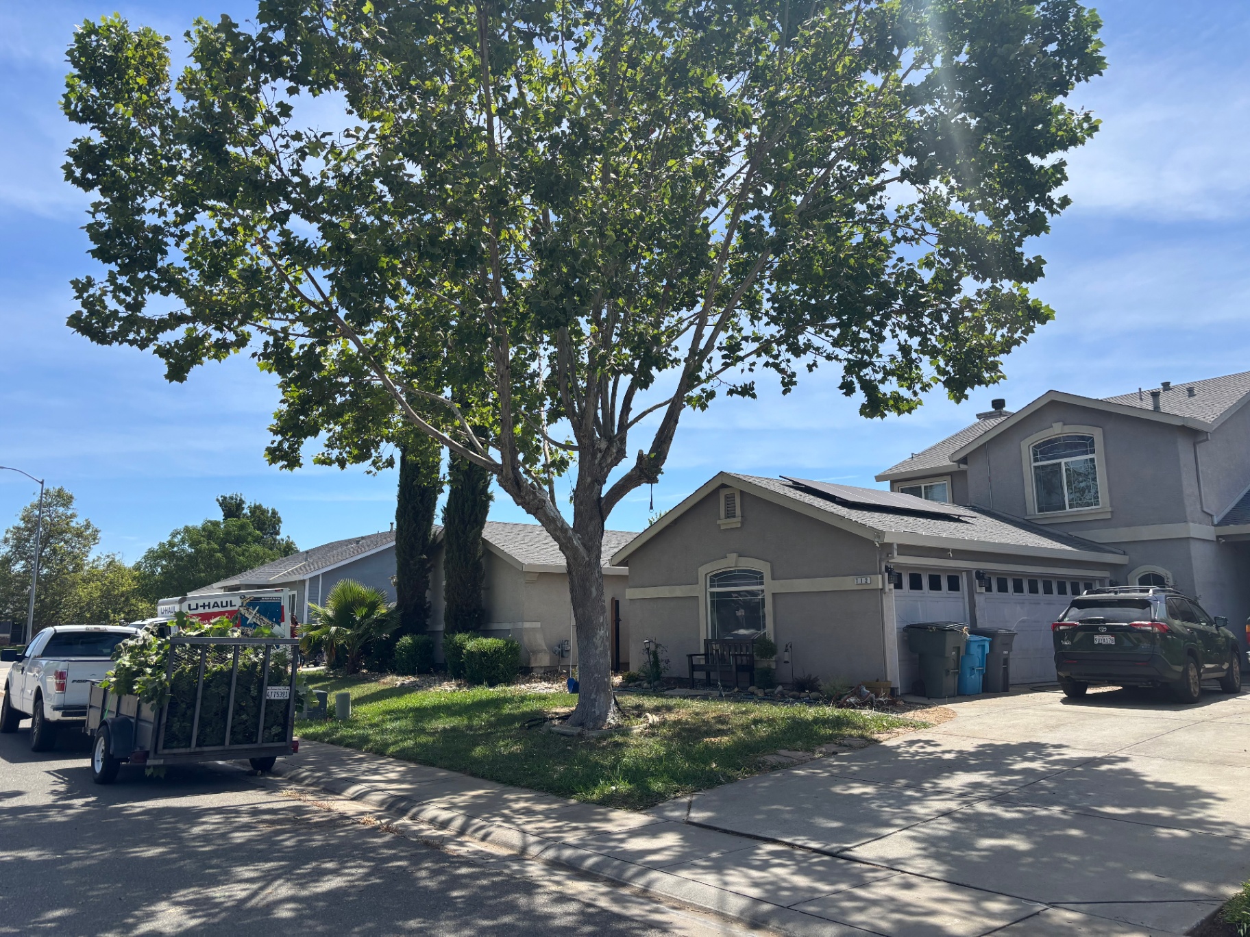 Sycamore Trim & Shape — after