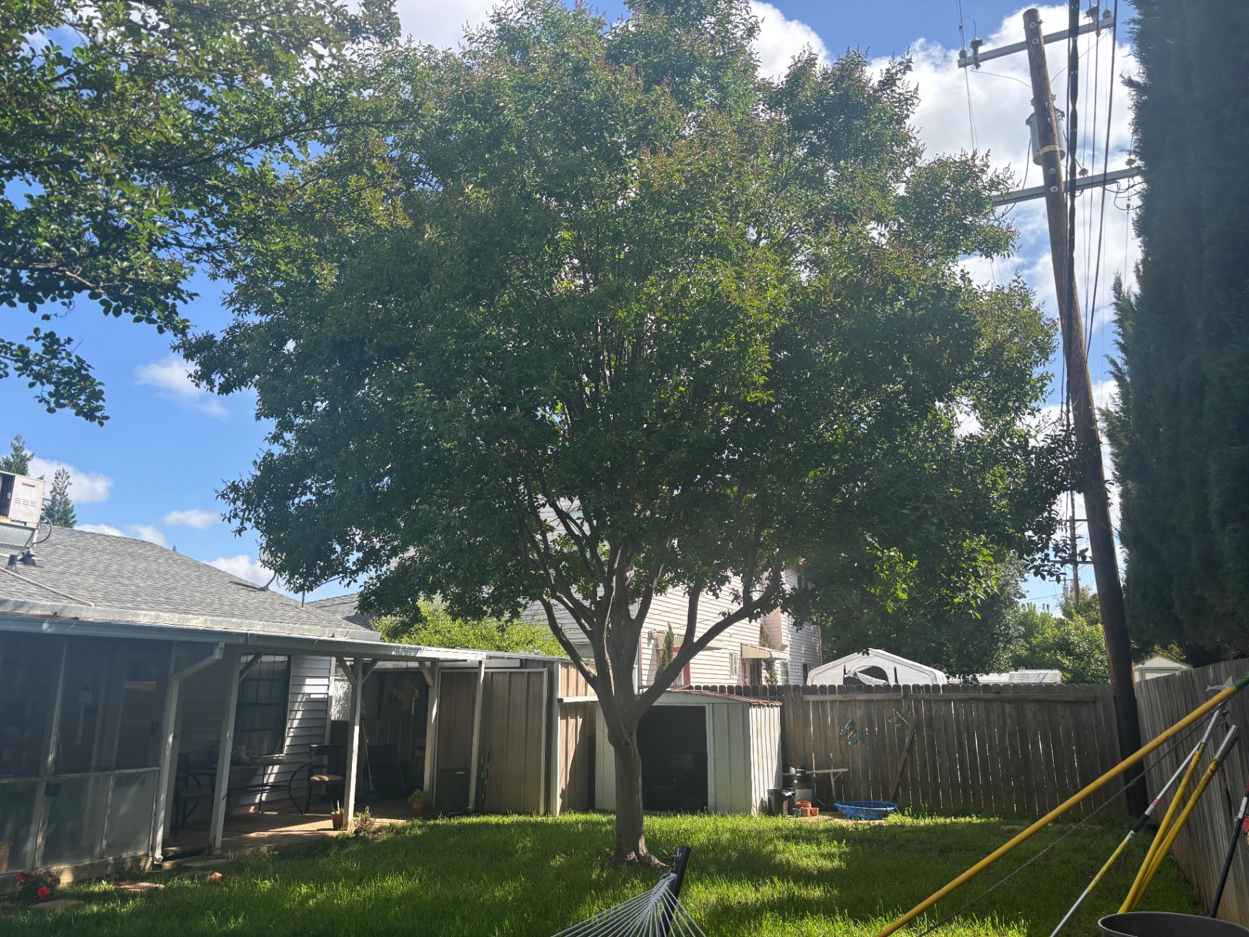 Backyard Crown Reduction — before