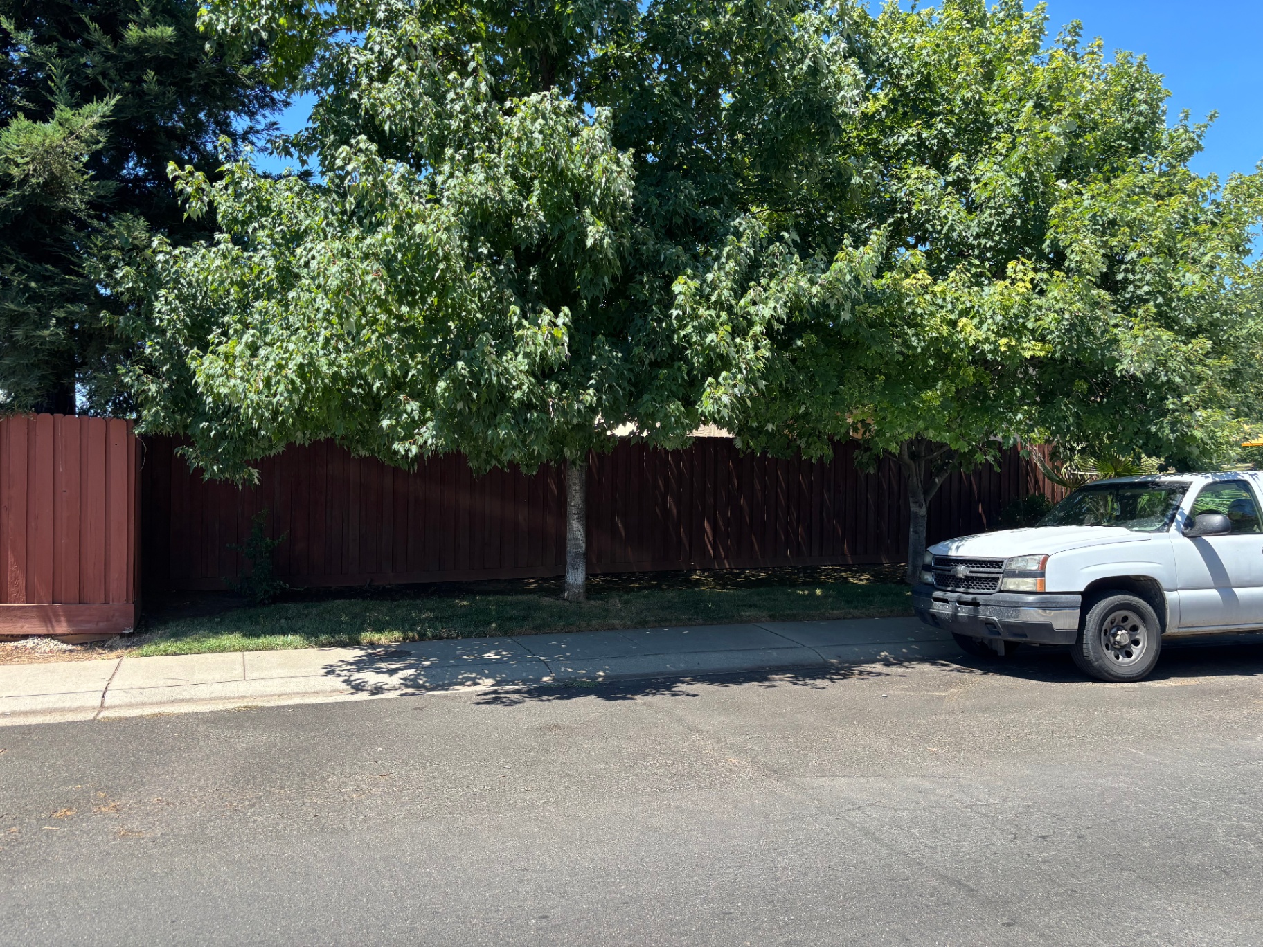 Street-Side Maple Trim — before